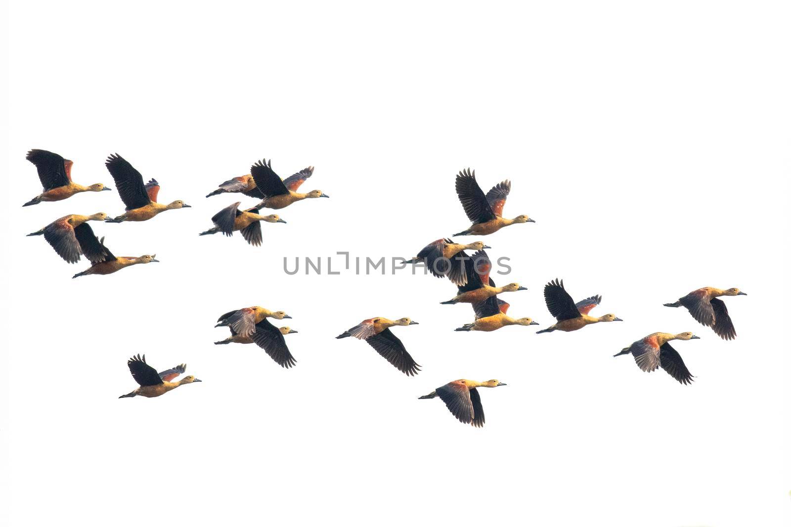 Image of flock lesser whistling duck (Dendrocygna javanica) flying in the sky. Bird. Animals.