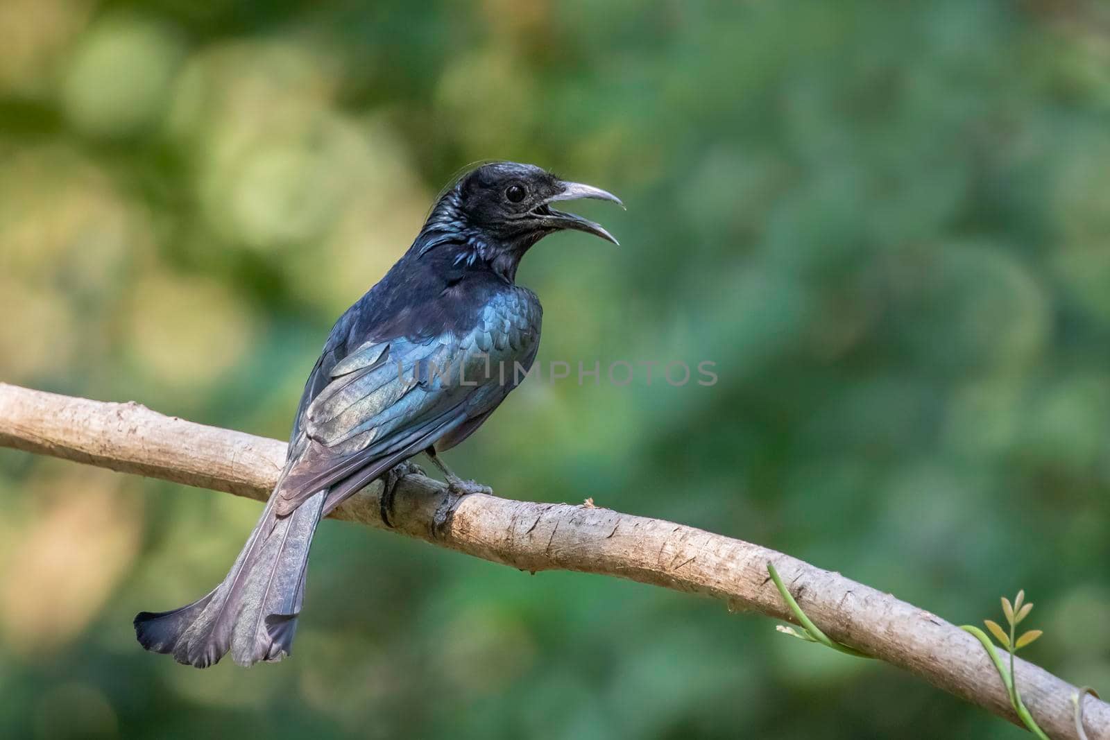 Image of Hair crested drongo bird on a tree branch on nature background. Animals.