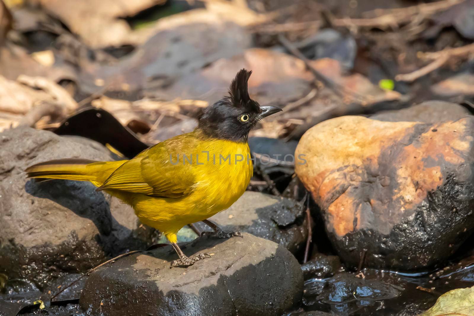 Image of Black crested Bulbul bird standing on a rock on nature background. Animals.