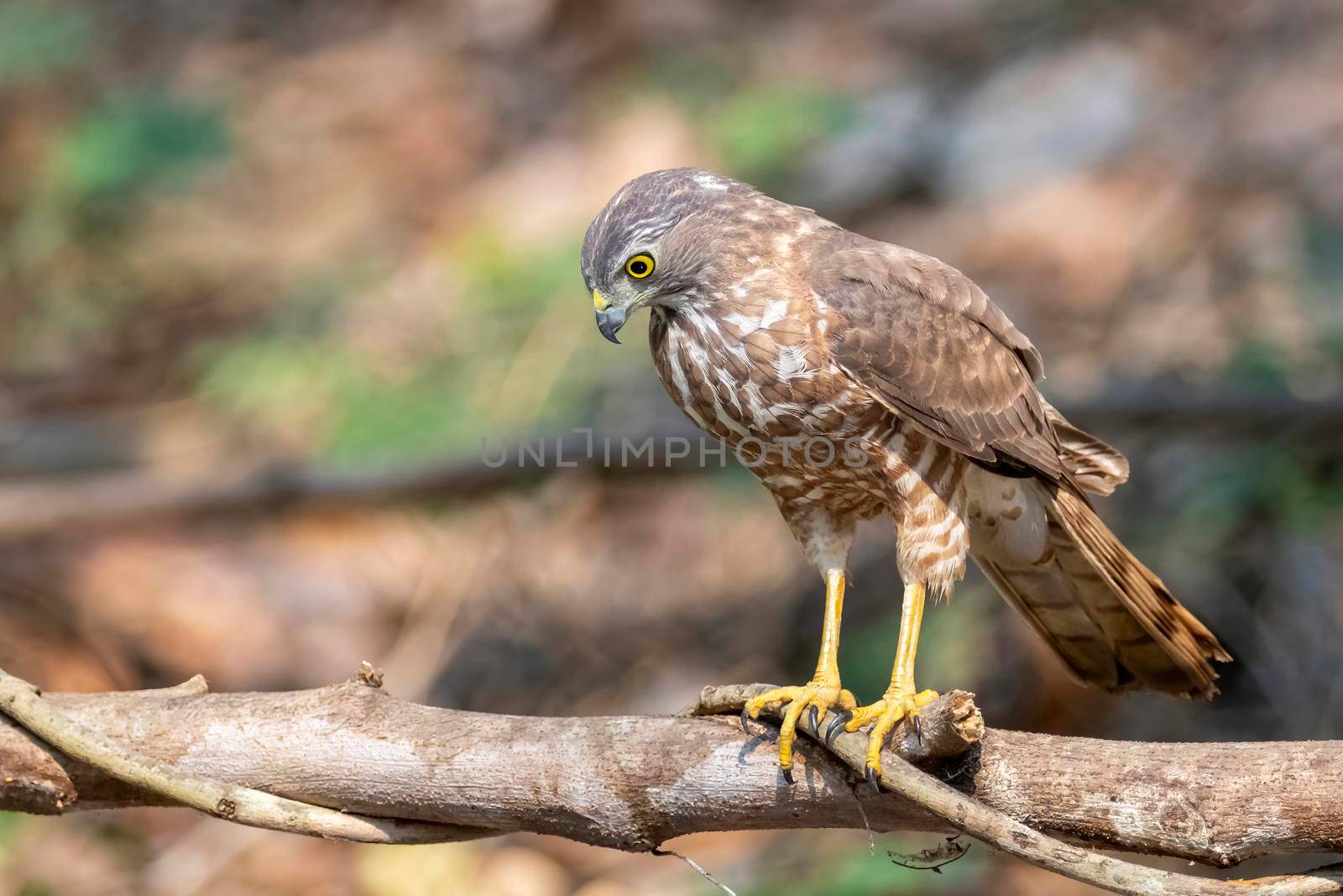 Image of Shikra Bird ( Accipiter badius) on a tree branch on nature background. Animals.