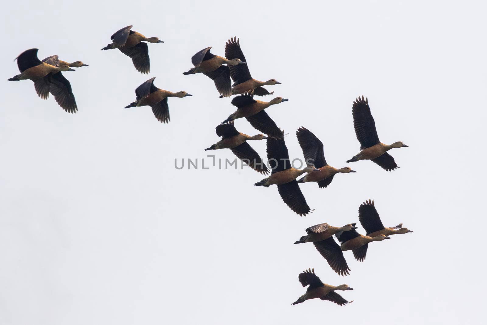 Image of flock lesser whistling duck (Dendrocygna javanica) flying in the sky. Bird. Animals.