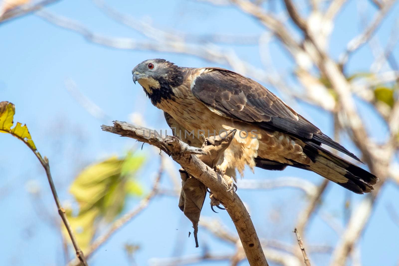 Image of oriental honey buzzard bird on a tree branch on nature background. Hawk. Animals.