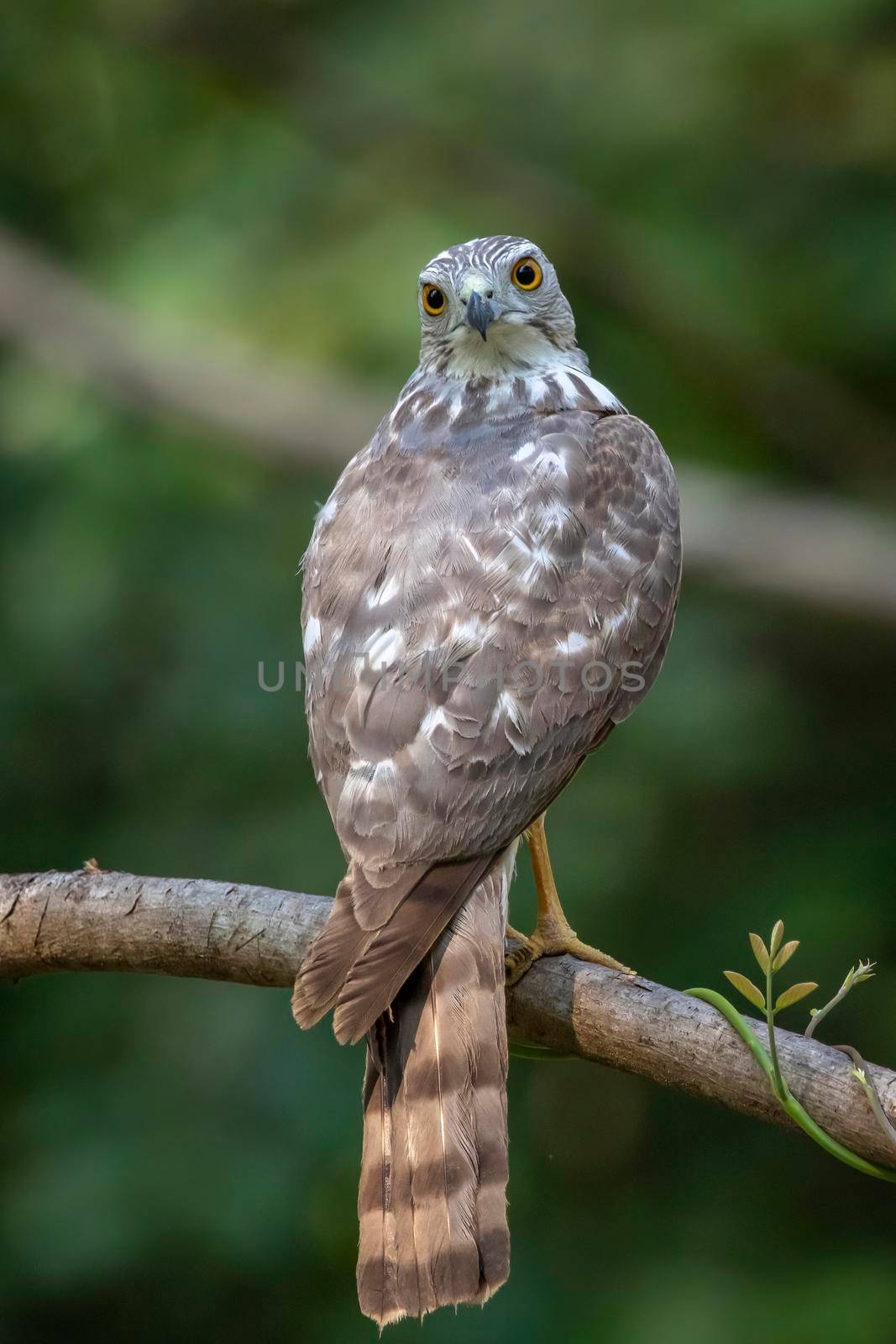 Image of Shikra Bird ( Accipiter badius) on a tree branch on nature background. Animals.