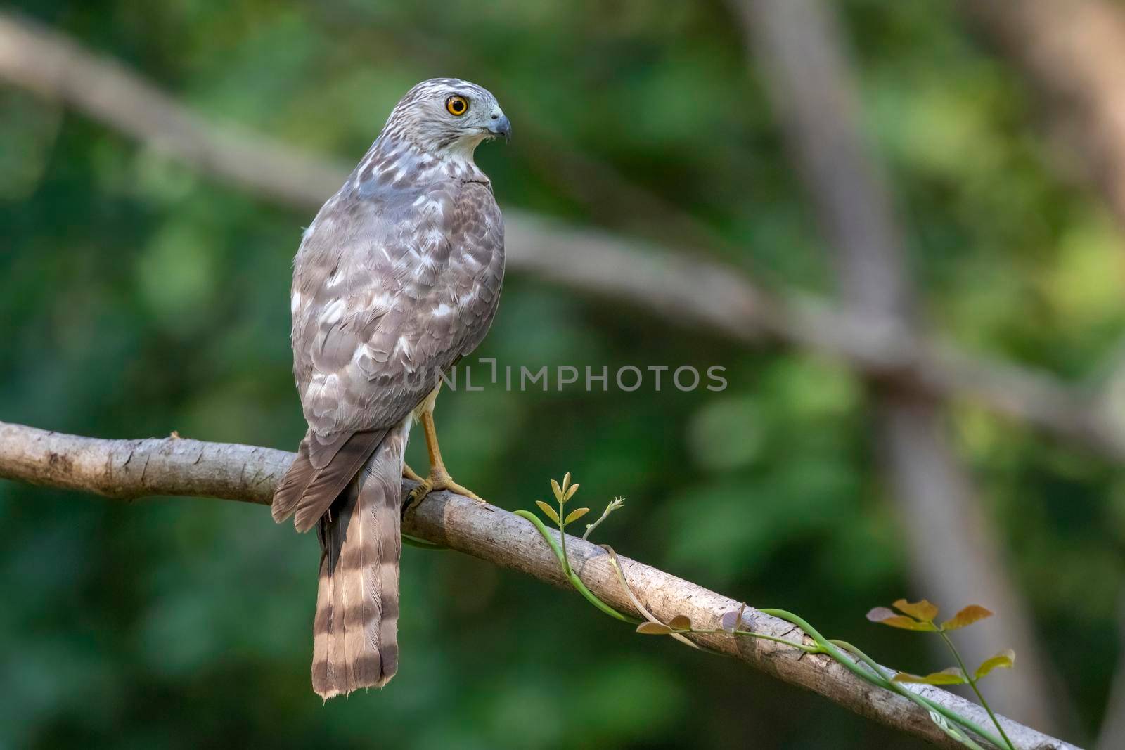 Image of Shikra Bird ( Accipiter badius) on a tree branch on nature background. Animals.