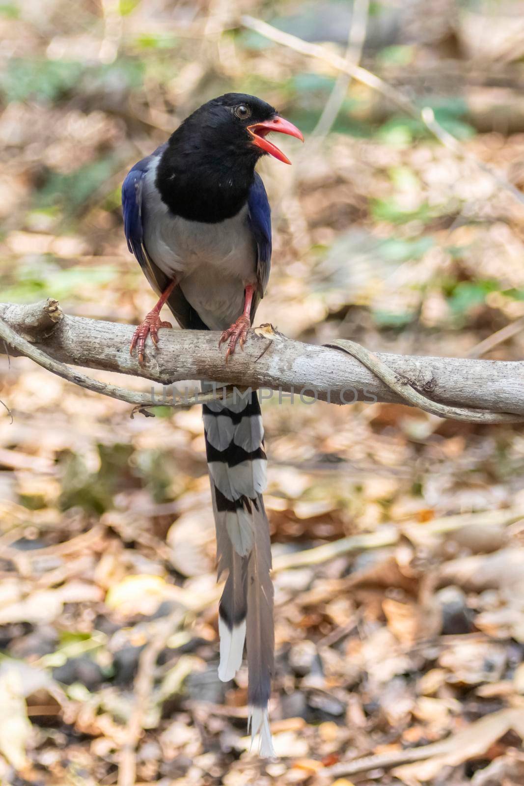 Image of Red billed Blue Magpie Bird on a tree branch on nature background. Animals.