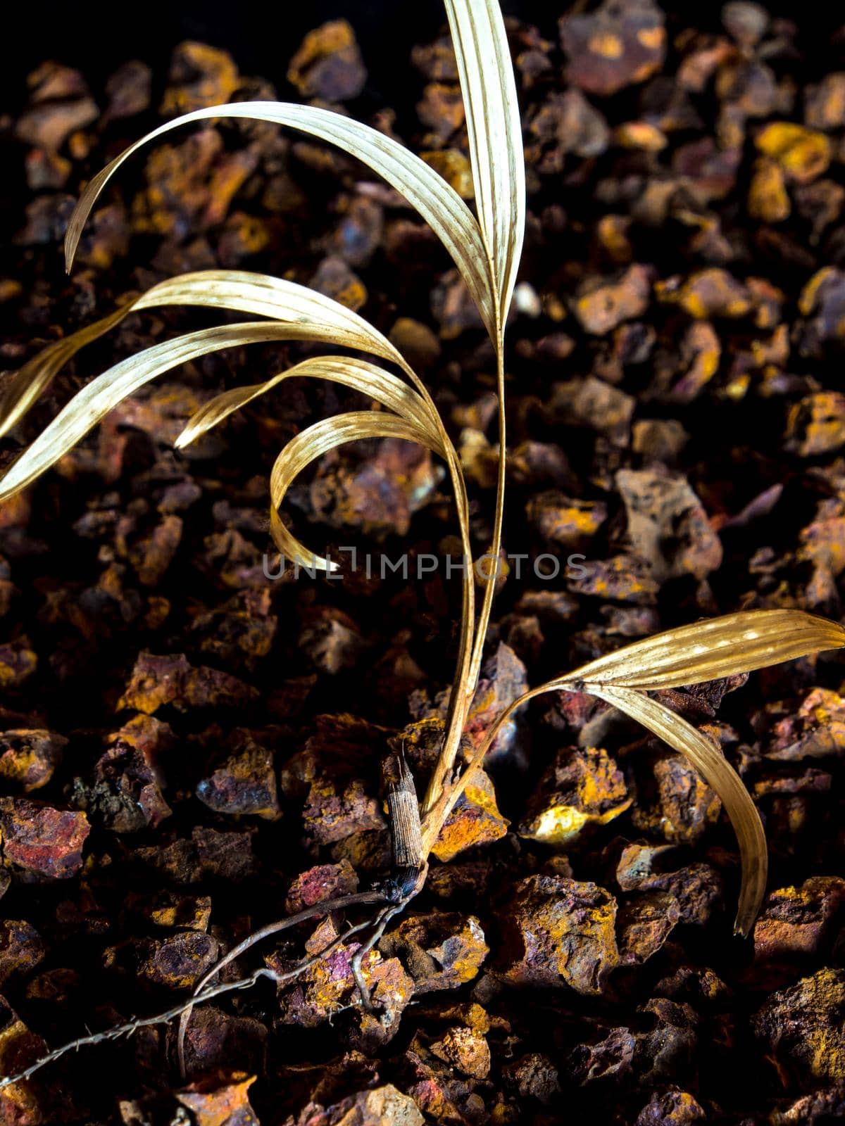 Small palm trees dried on gravel ground by Satakorn