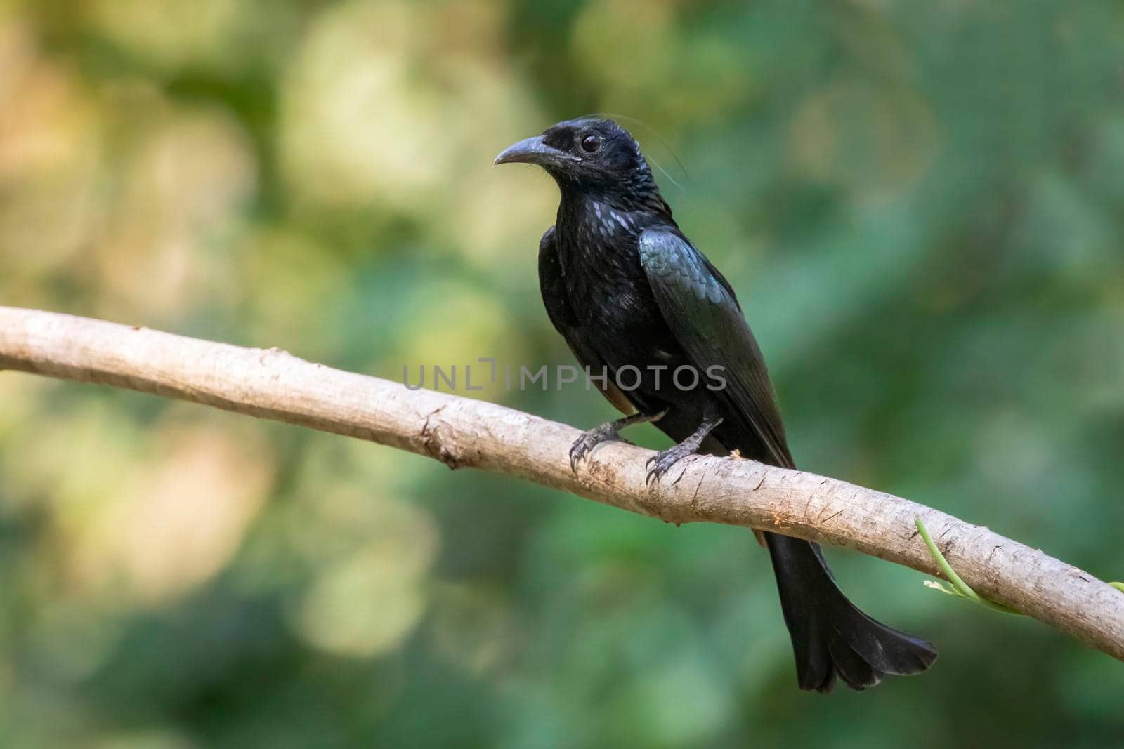 Image of Hair crested drongo bird on a tree branch on nature background. Animals.