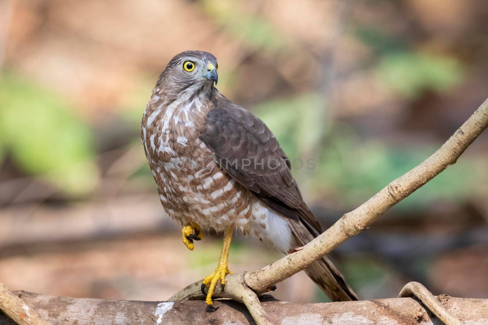 Image of Shikra Bird ( Accipiter badius) on a tree branch on nature background. Animals.