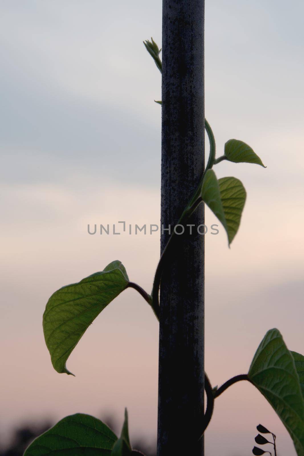 Ivy climbing to bamboo pole of fence