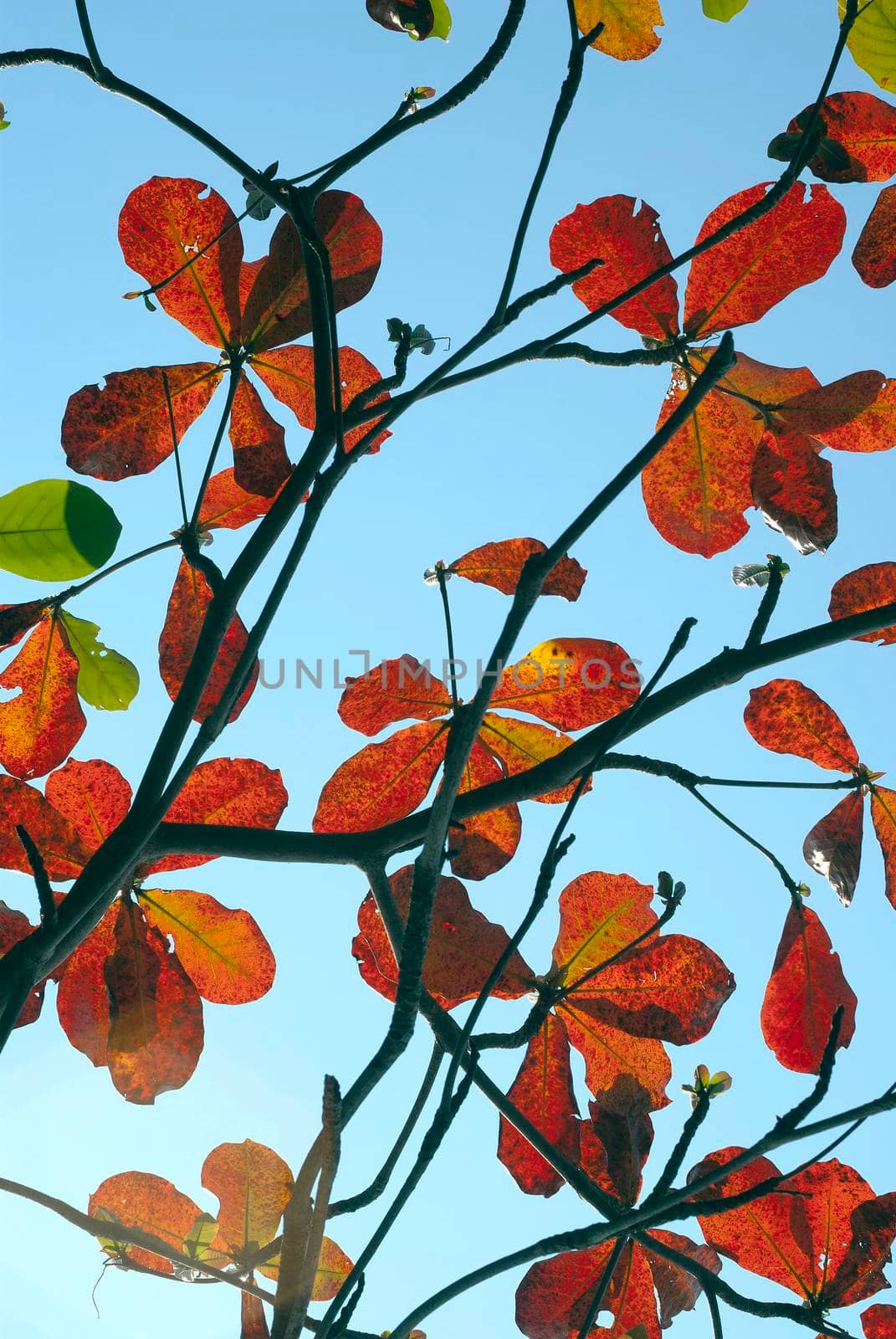 Red leaves of sea-almond tree