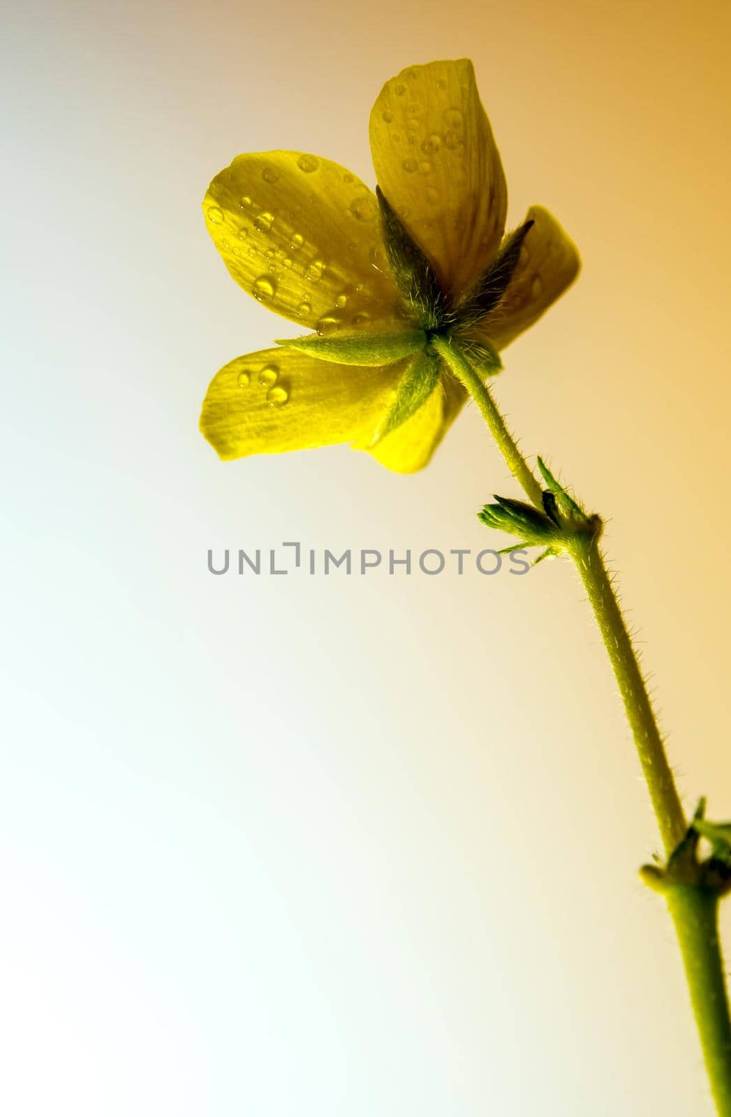 Isolated Yellow flower of small caltrops weed by Satakorn