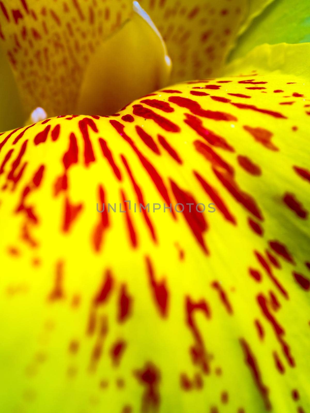 Freshness flower red spots on bright yellow fragile petal of Canna by Satakorn