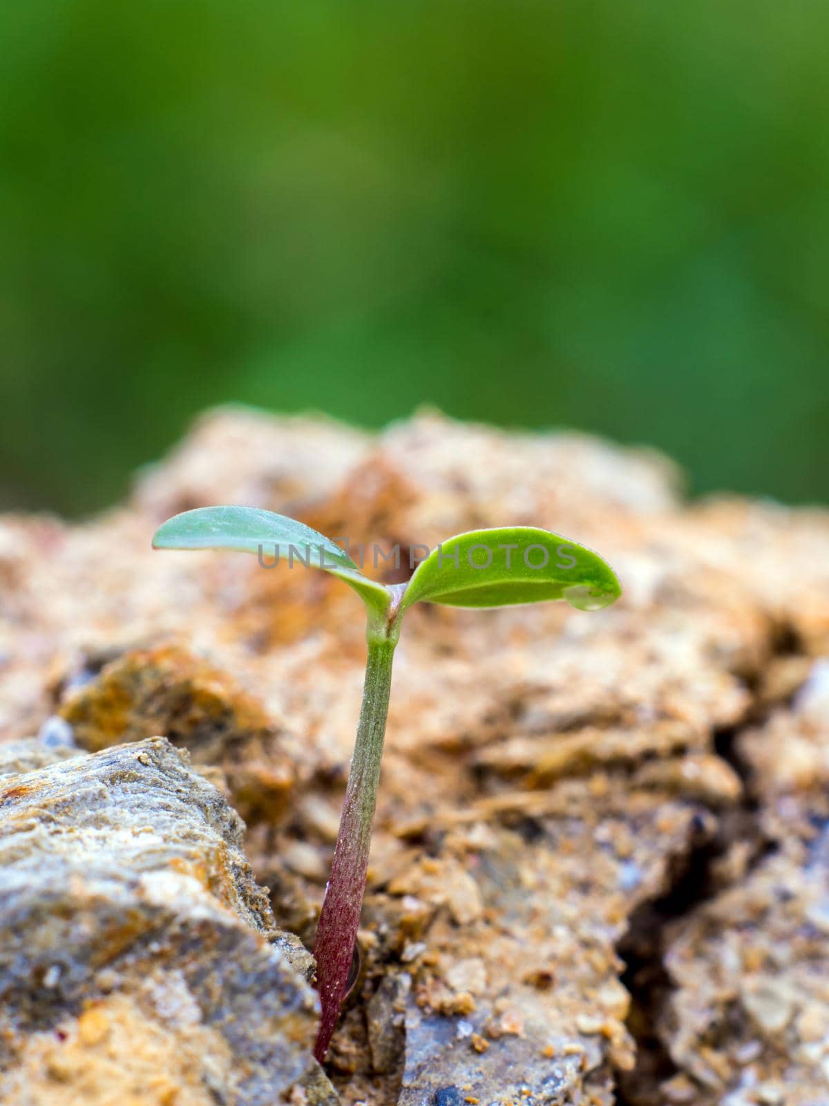 Young seeding sprout up rocky mountain soil