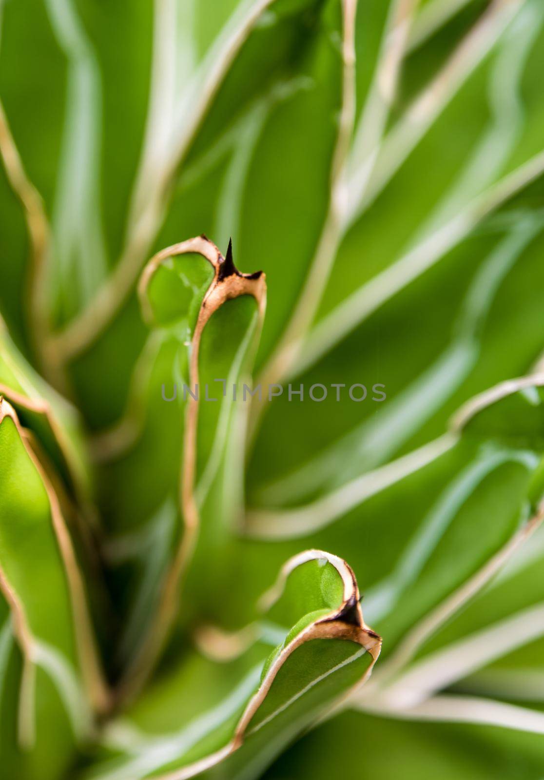 Agave succulent plant, freshness leaves with thorn of Queen victoria century agave