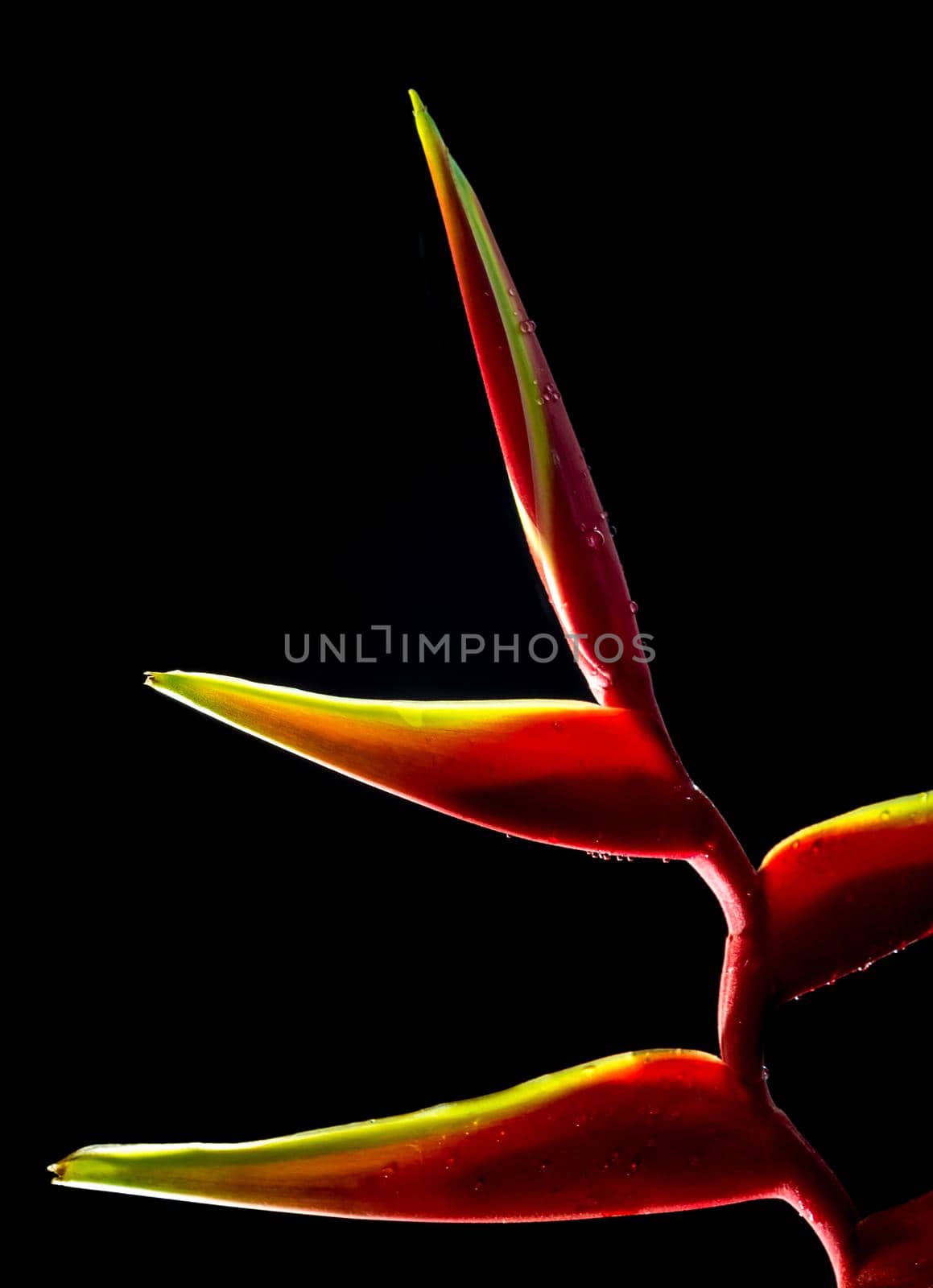 Hanging lobster claws flower in black background