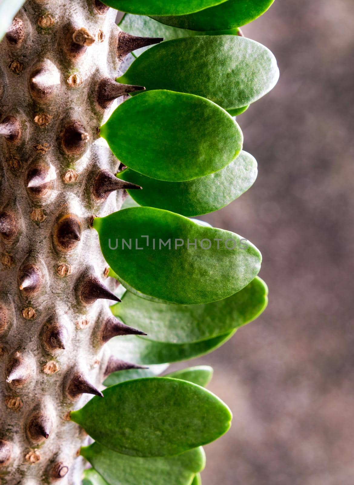 Close up the white thorn and Green leaves of Alluaudia Procera cactus by Satakorn