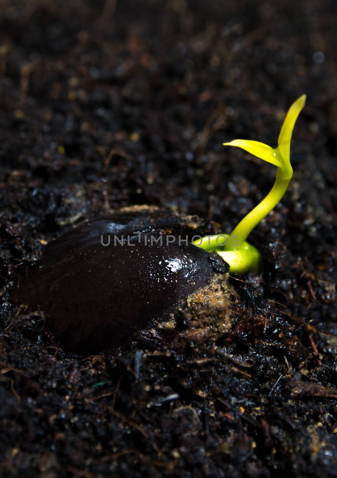 Freshness new life, leaves of young plant seeding in nature