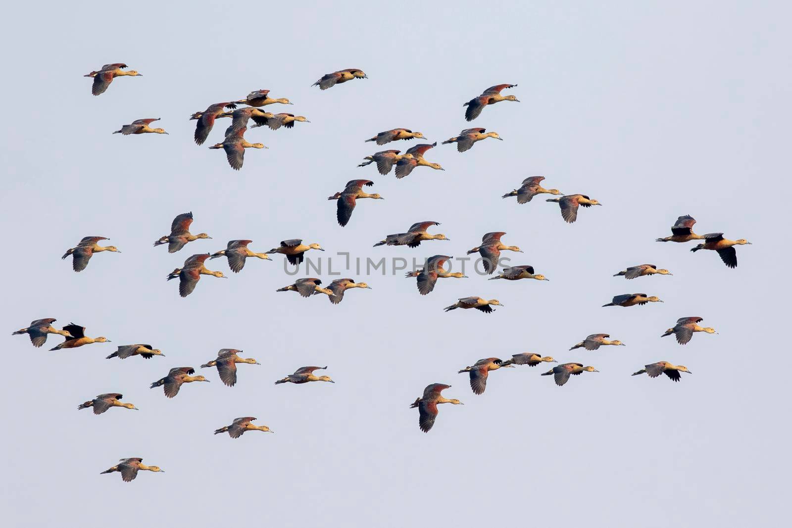 Image of flock lesser whistling duck (Dendrocygna javanica) flying in the sky. Bird. Animals.