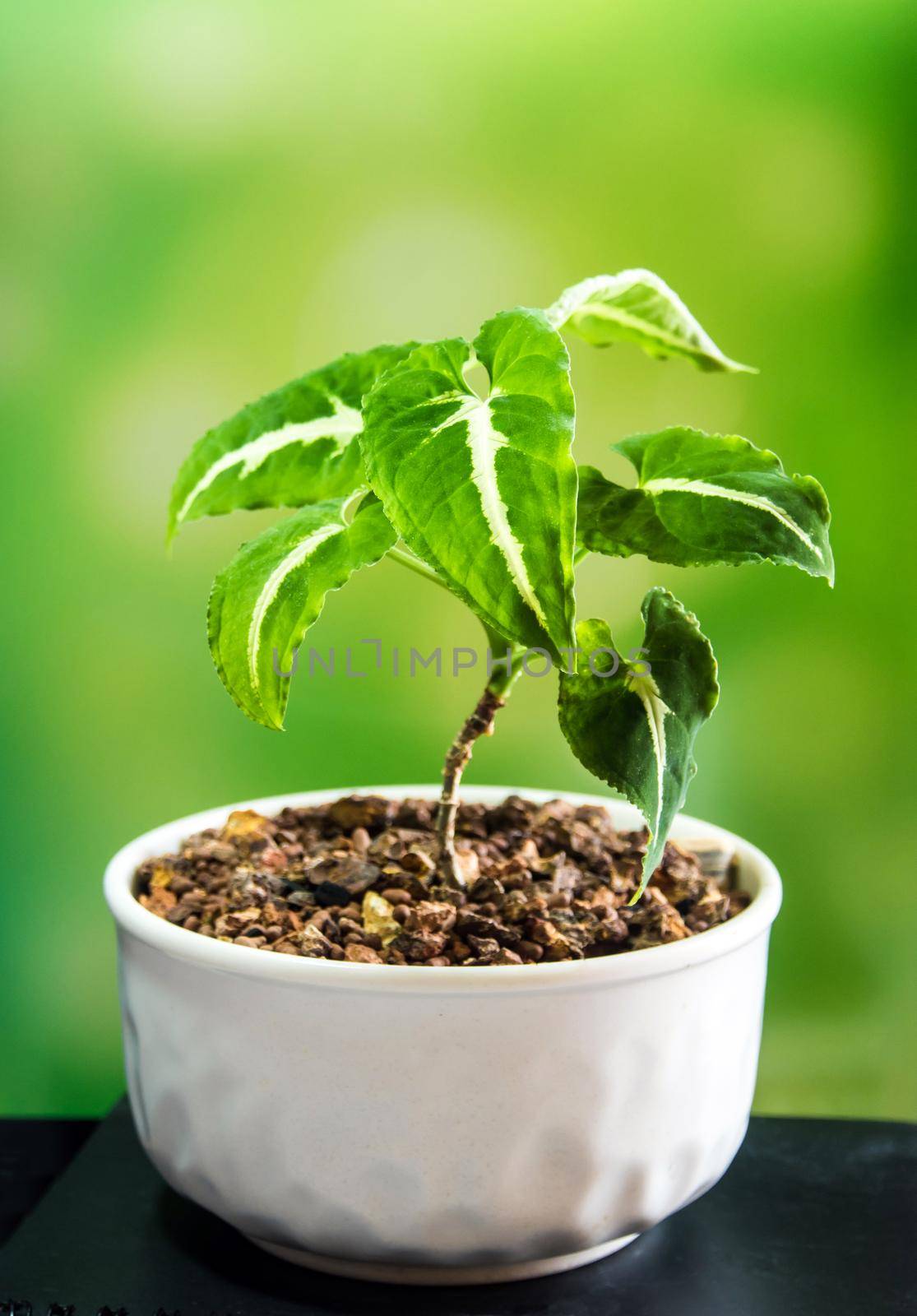 Syngonium growing in the small ceramic pot by Satakorn