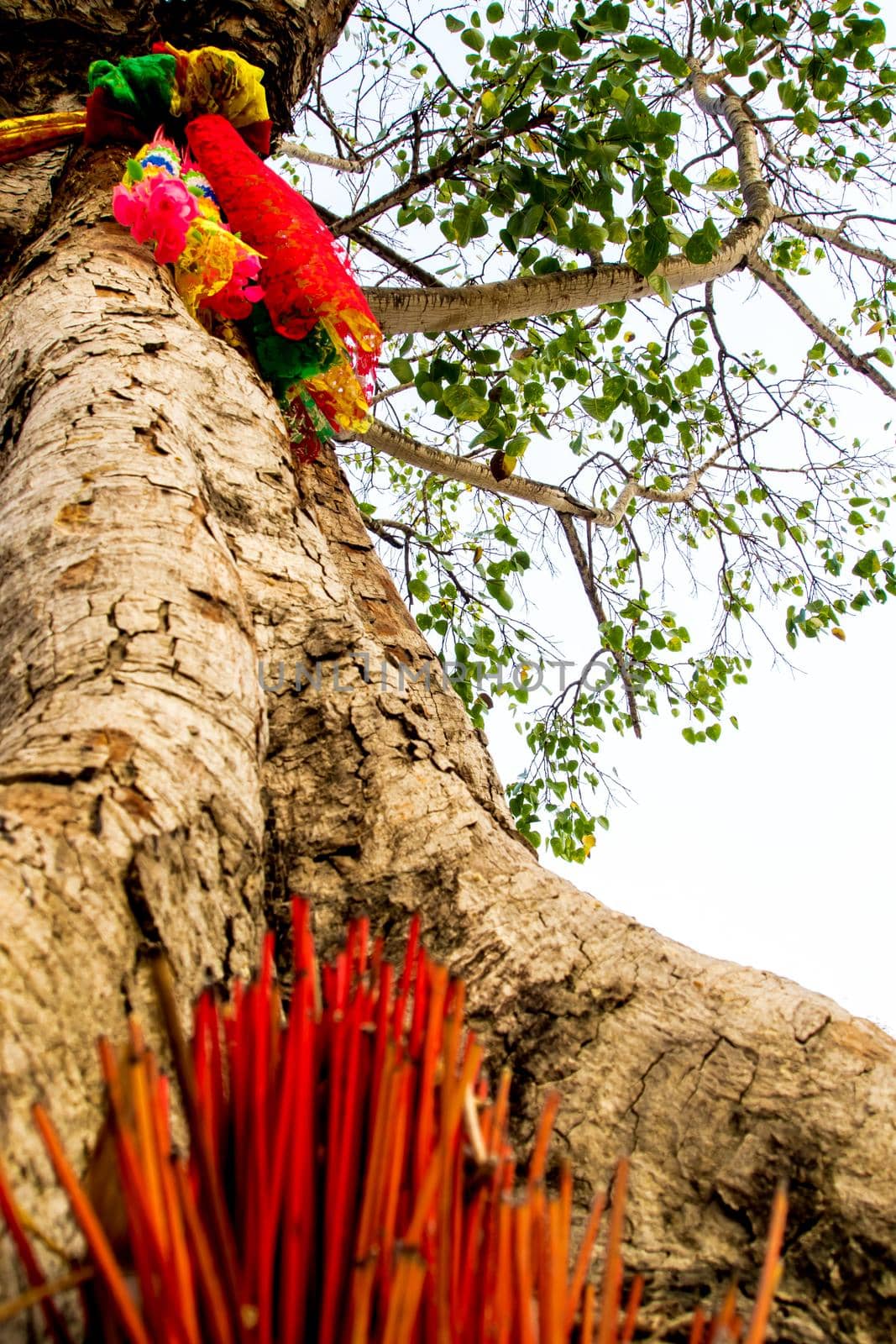 The colored ribbons and incense sticks at the holy tree by Satakorn