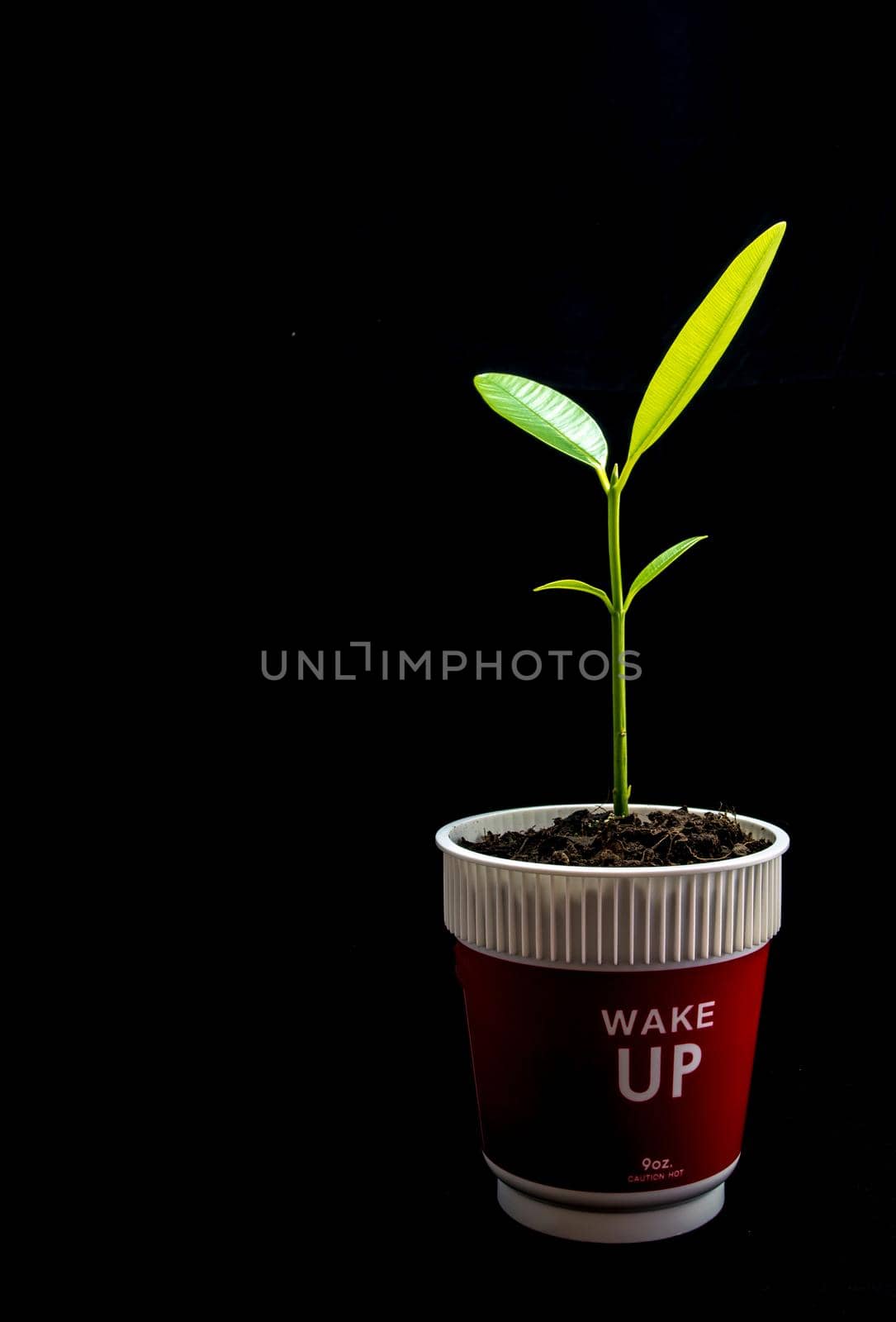 Bud leaves of young plant seeding in plastic cup