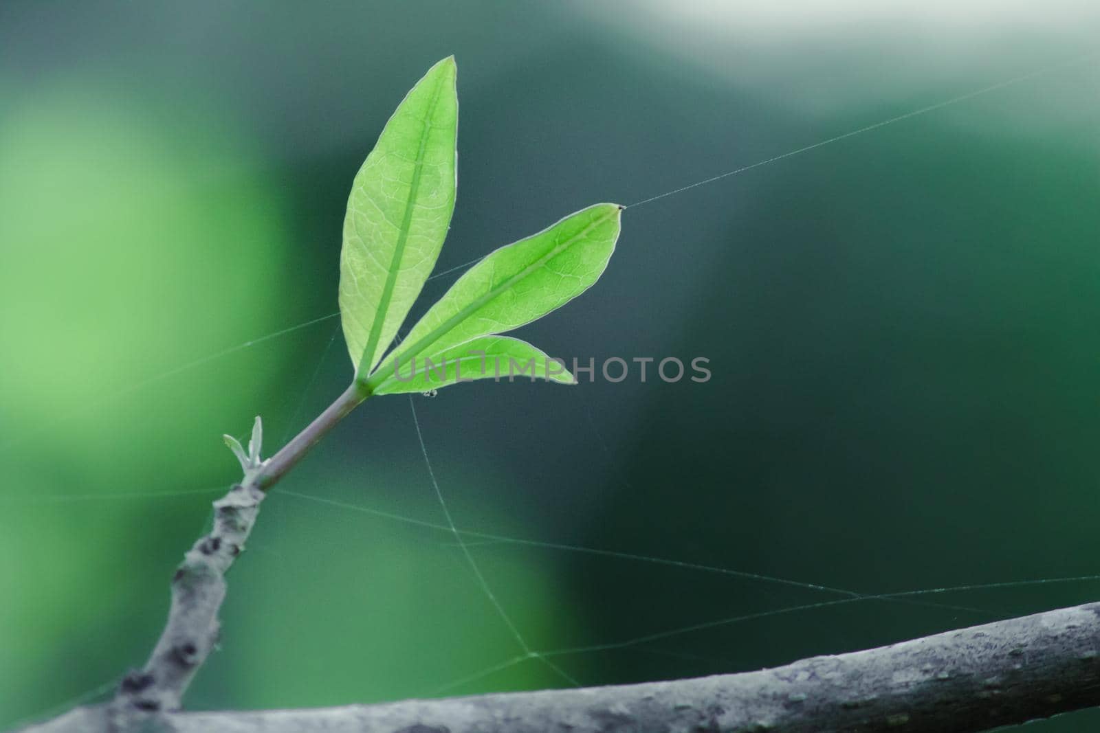 new leaves , the leaves are more beautiful than before by Puripatt
