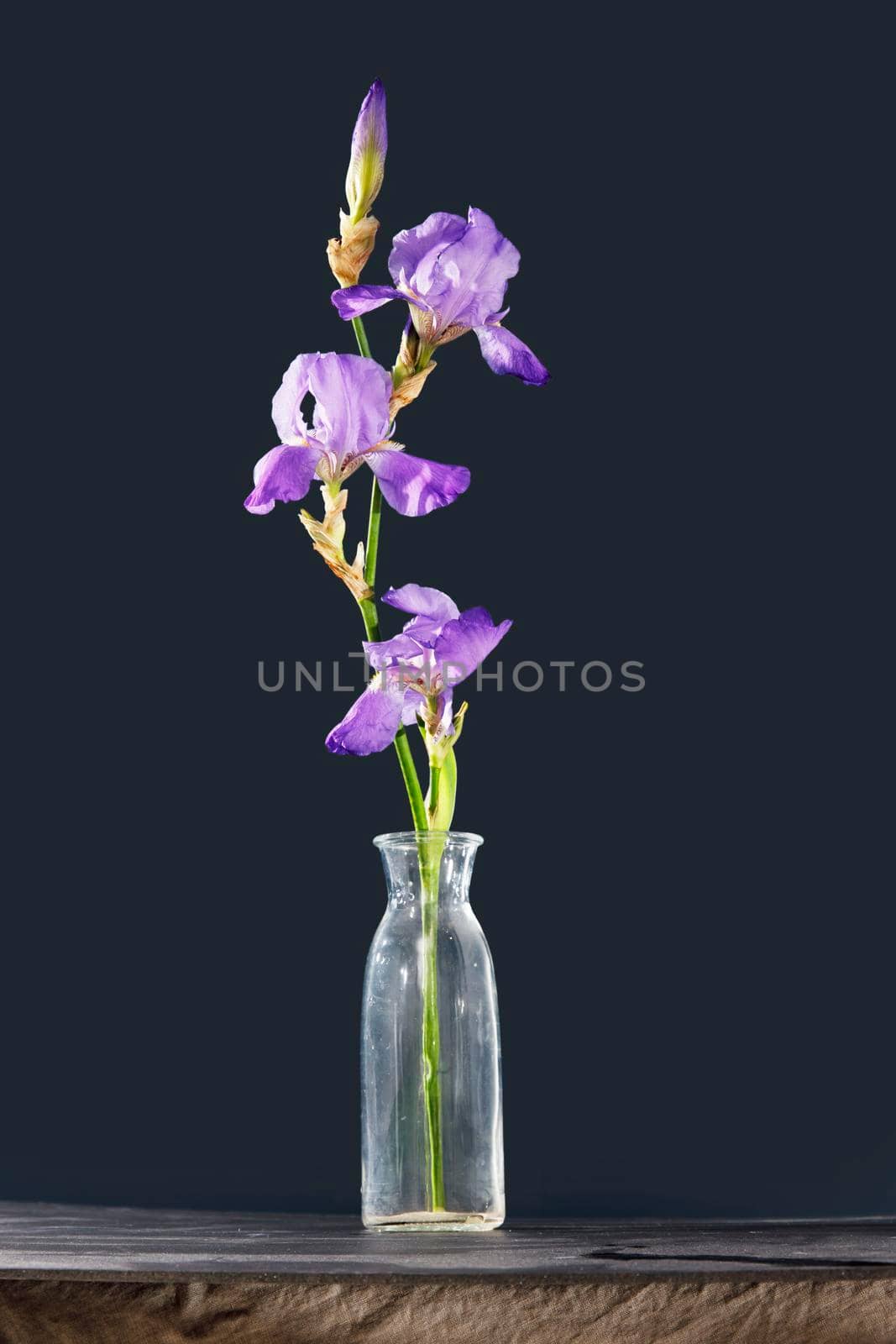 Blue iris flower on a black background. Place for your text. Layout.