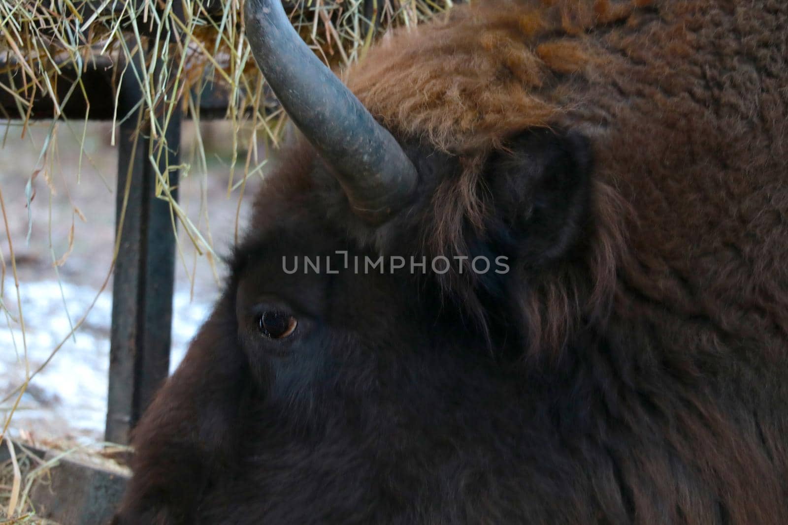 Selective focus, adult big bison eat hay