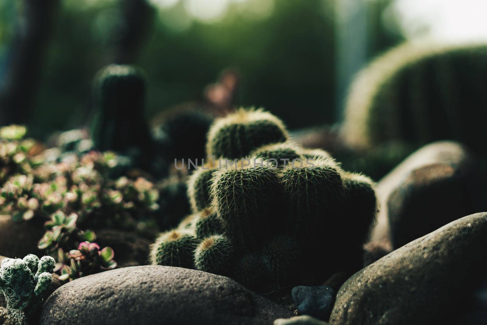 Dark Green tone Real nature background. Beauty cactus echinocactus grusonii echinocactus platyacanthus Cereus jamacaru tropical cacti grow stones grass. Summer outdoor floral modern Interior design.