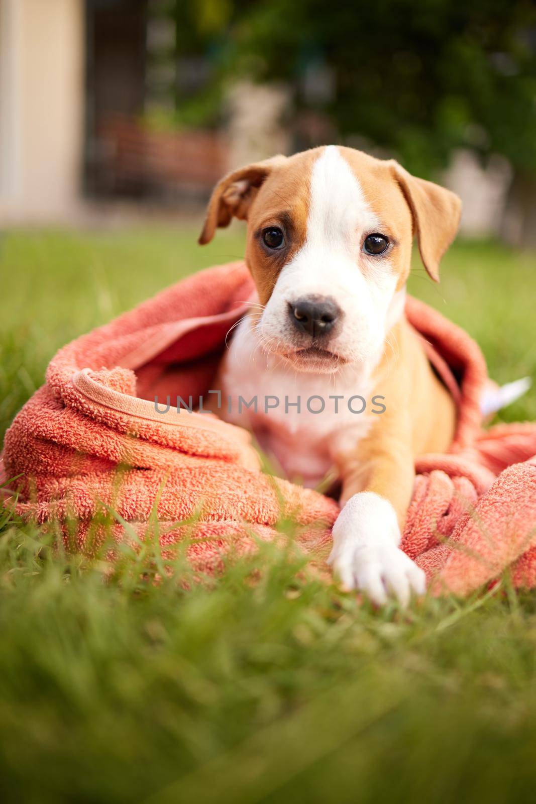 So many cosy blankets so little time. Shot of puppy wrapped in a blanket on the lawn. by YuriArcurs