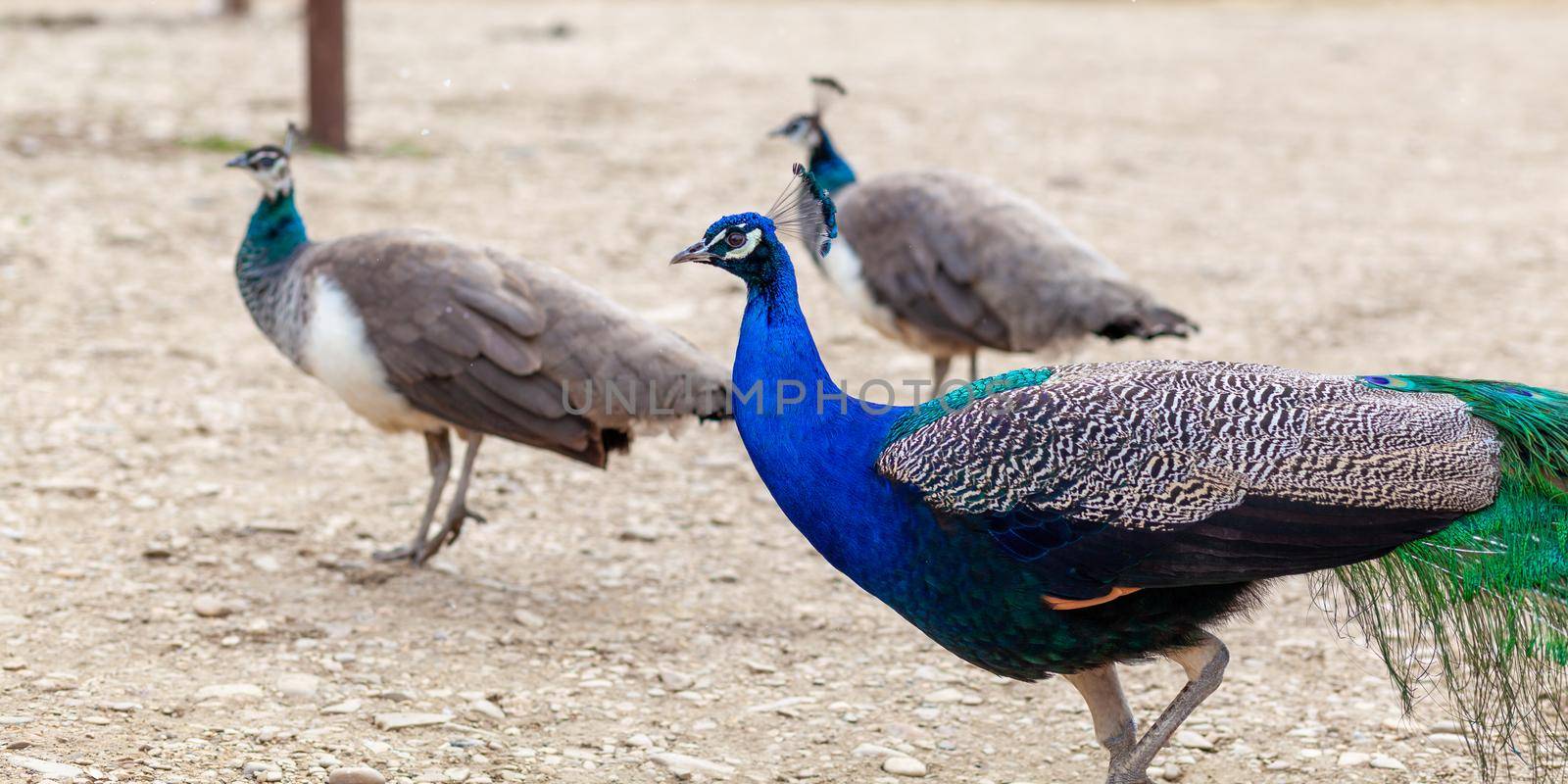 A beautiful peacock with bright feathers walks next to tourists by AnatoliiFoto