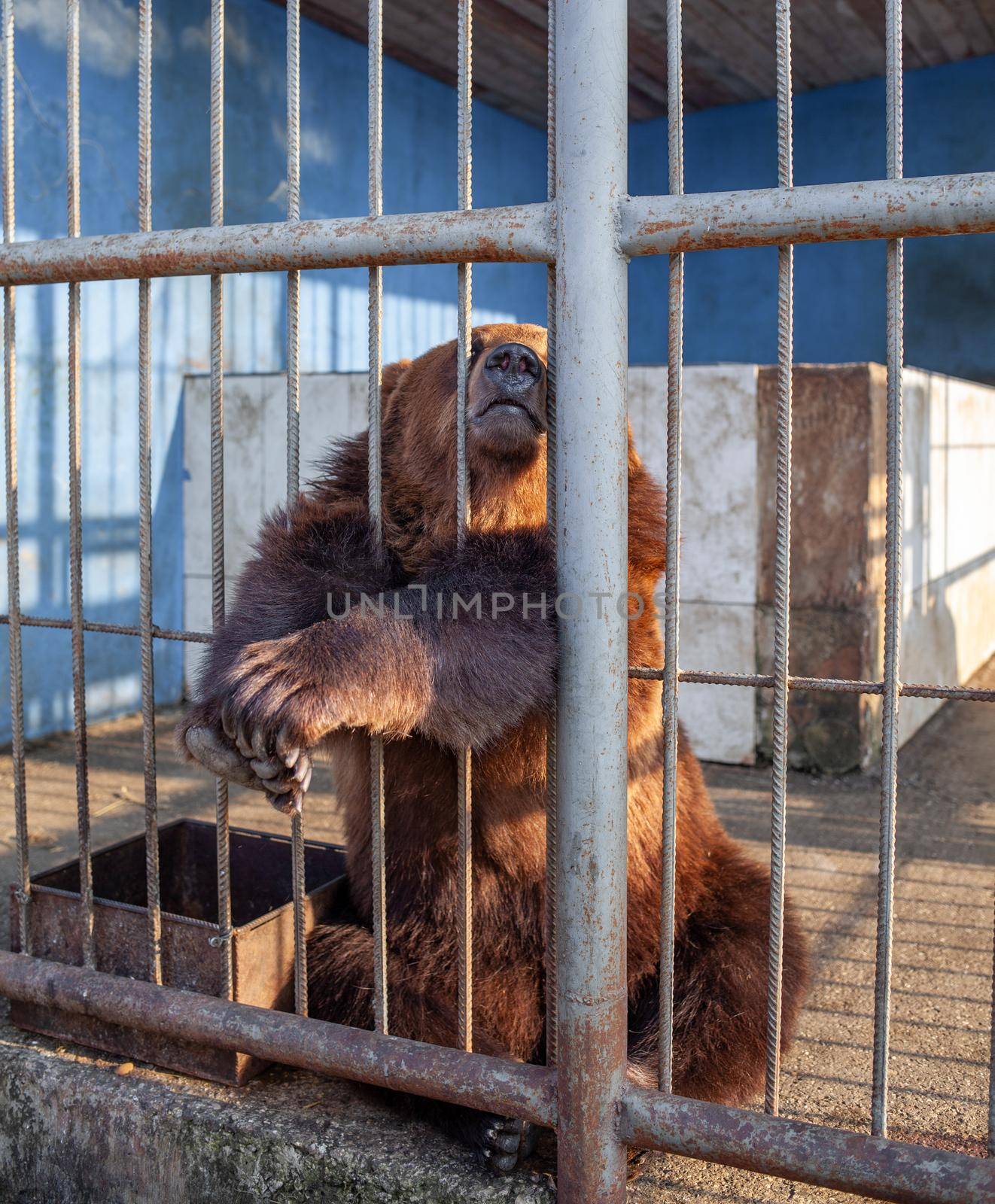 Russia, Dagestan, April 2, 2022. Sad bear in animal cage at the zoo. Wild bear stuck nose through animal cage bars and wants to bee free. Brown bear stuck his face out of the cage