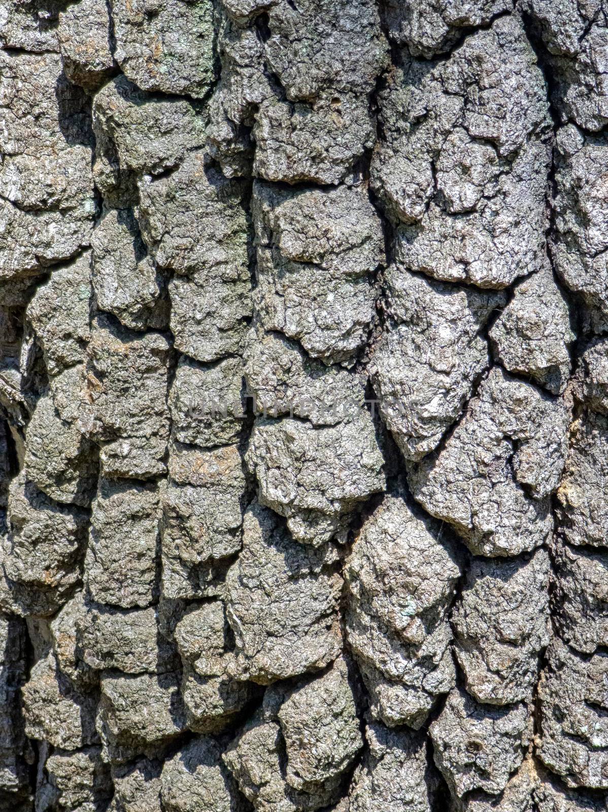 Part of a tree in daylight. The invoice for designers. Tree and its structure bark texture. 