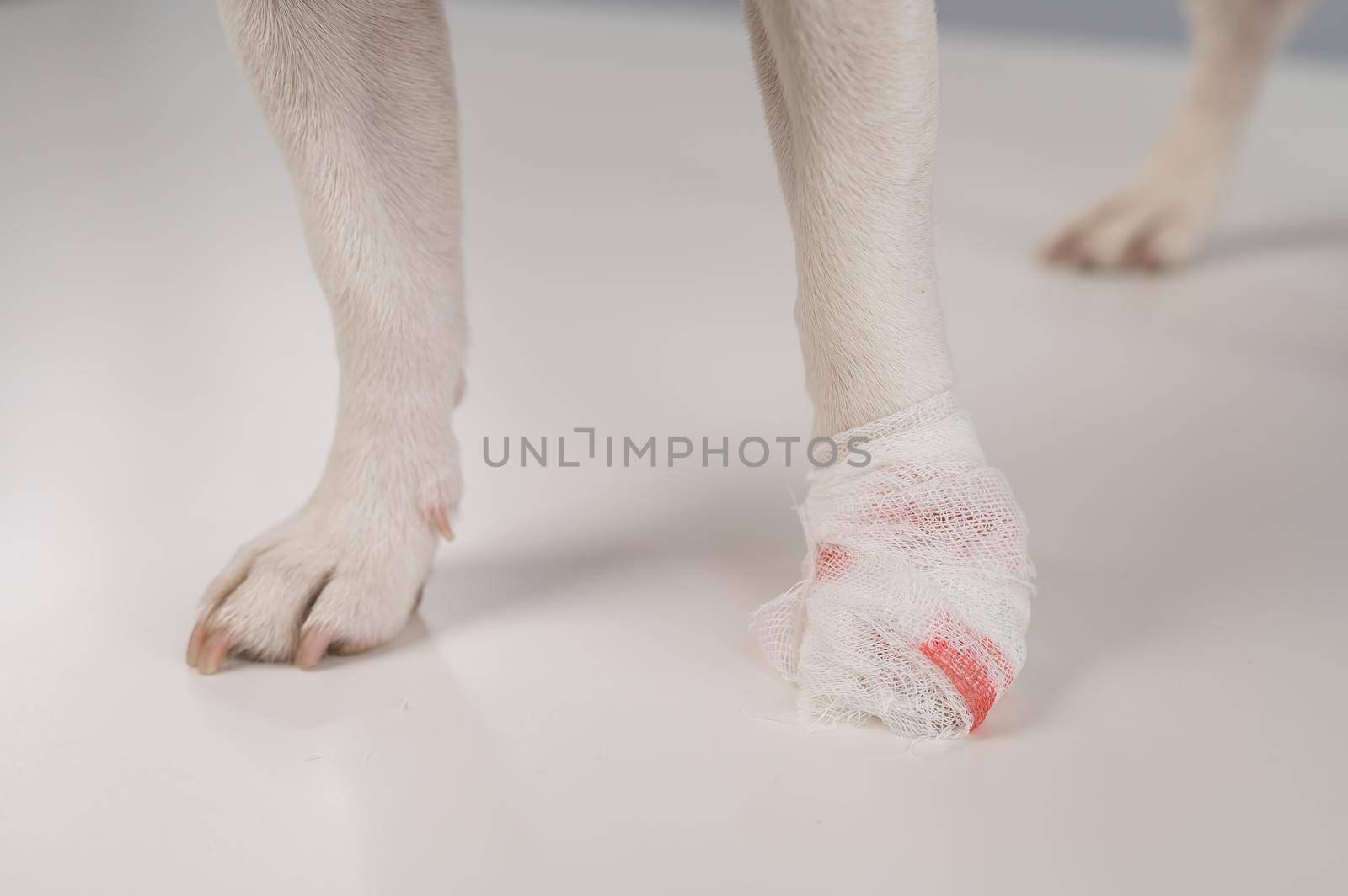 Close-up of a bandaged dog's paw on a white background