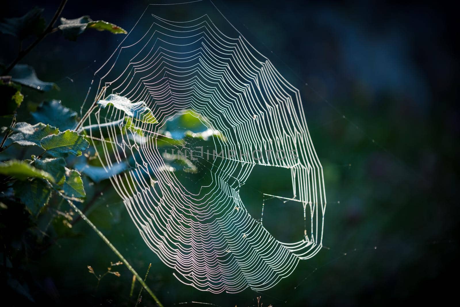 Cobweb web in the summer forest in the early morning with tangled insects.