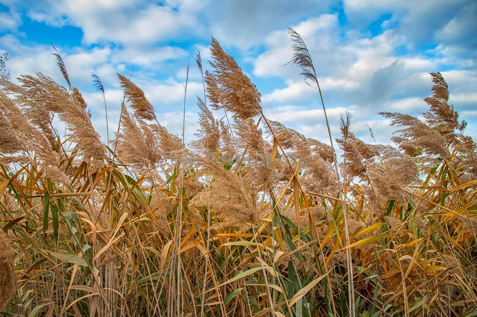 Tops of dry last year's reed stem with seed panicles against a sky with clouds in springtime, background