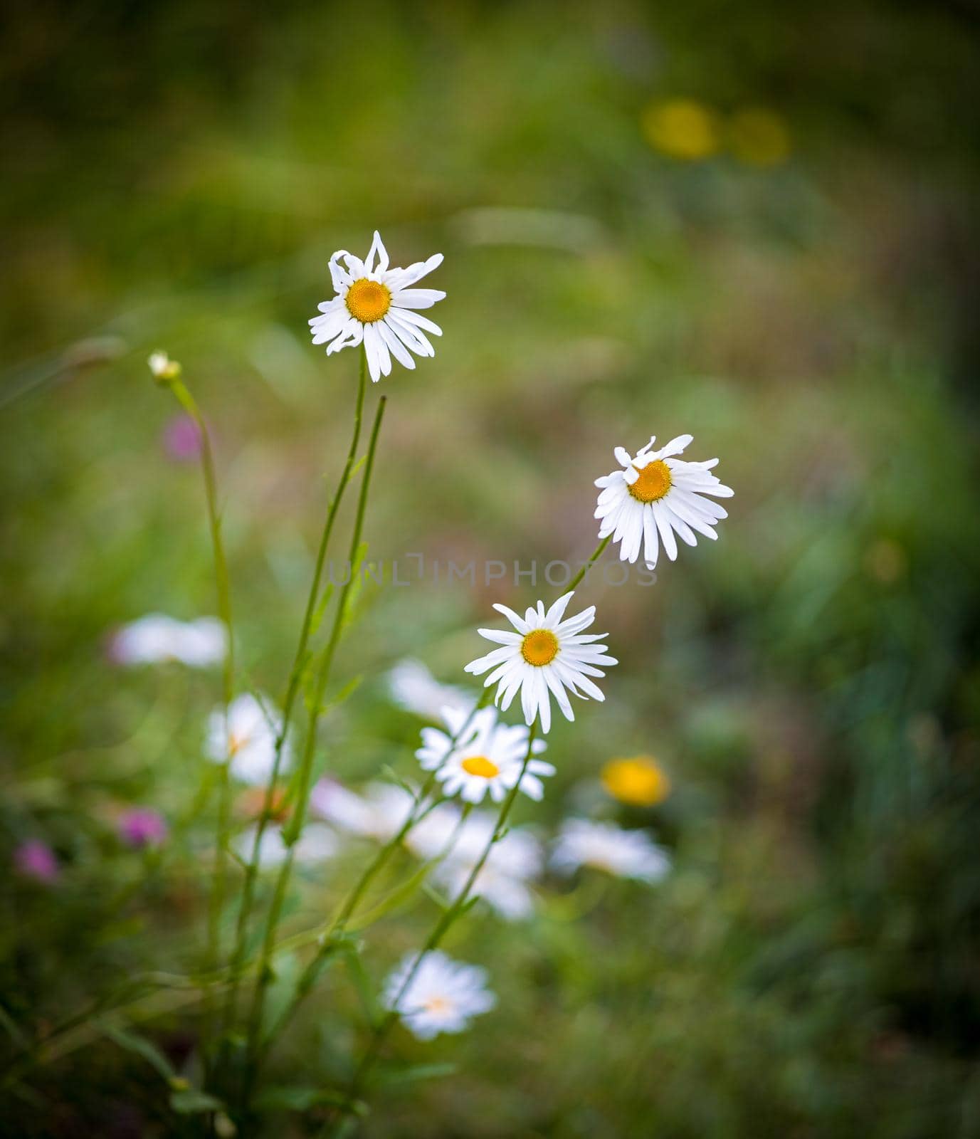 Wildflowers chamomile high in the mountains. Close-up.