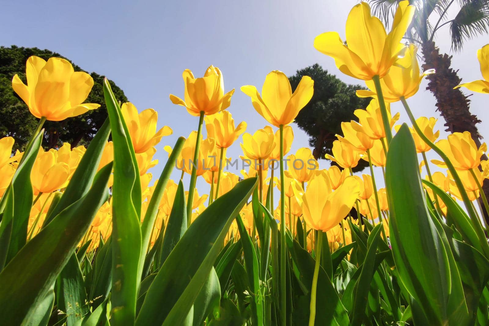 Yellow tulip in park on background of blue sky In rays of sun. by Laguna781