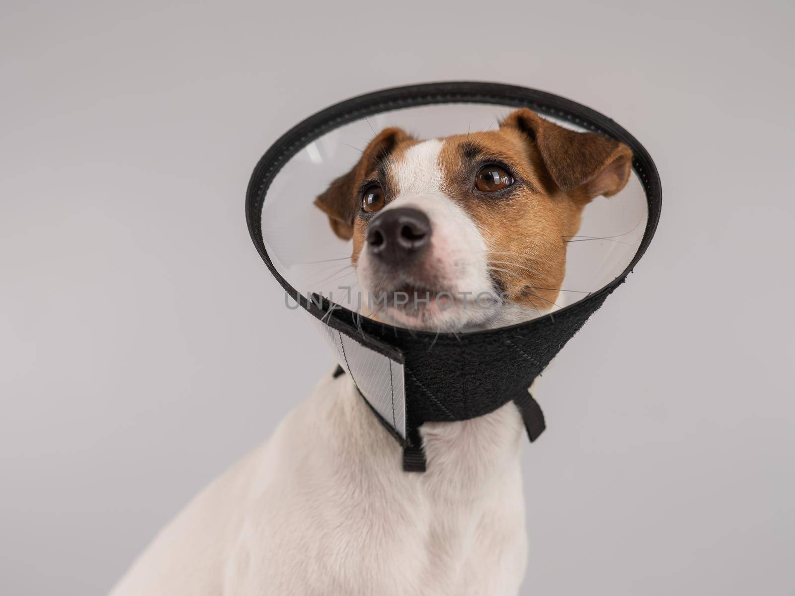 Jack Russell Terrier dog in plastic cone after surgery