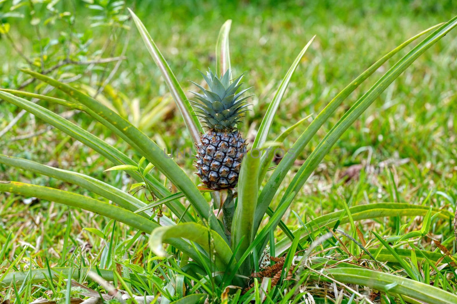 Pineapple tropical fruit behind Malagasy hut, Madagascar by artush