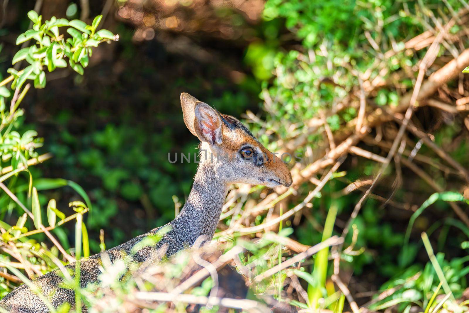 Dik-Dik antelope, Omo Valley, Ethiopia by artush