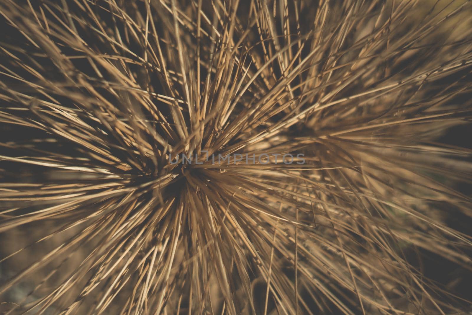 Abstract real photo nature beauty background. Macro dry tropical long needles thorns branch plant grass looks like firework. Decor element ideas. Pale brown light vintage tone. More color in stock.