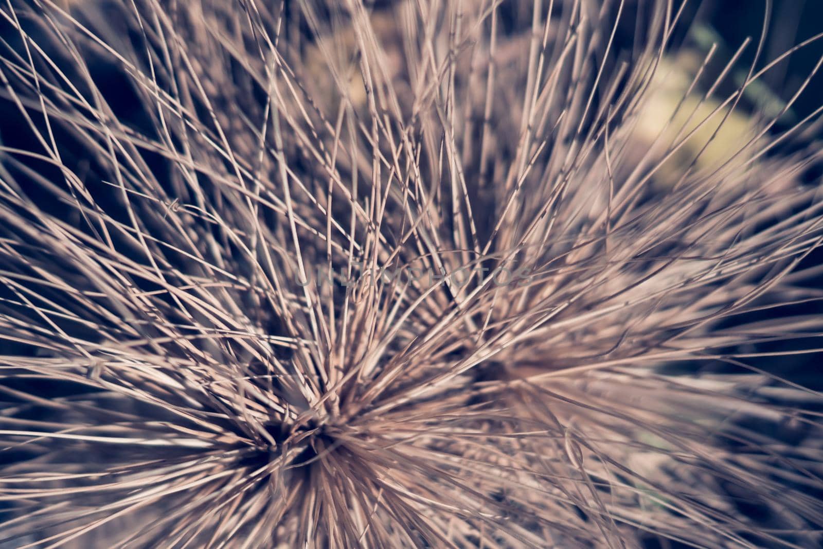 Abstract real photo nature beauty background. Macro dry tropical long needles thorns branch plant grass looks like firework. Decor element ideas. Blue brown sun tone. More color in stock by nandrey85