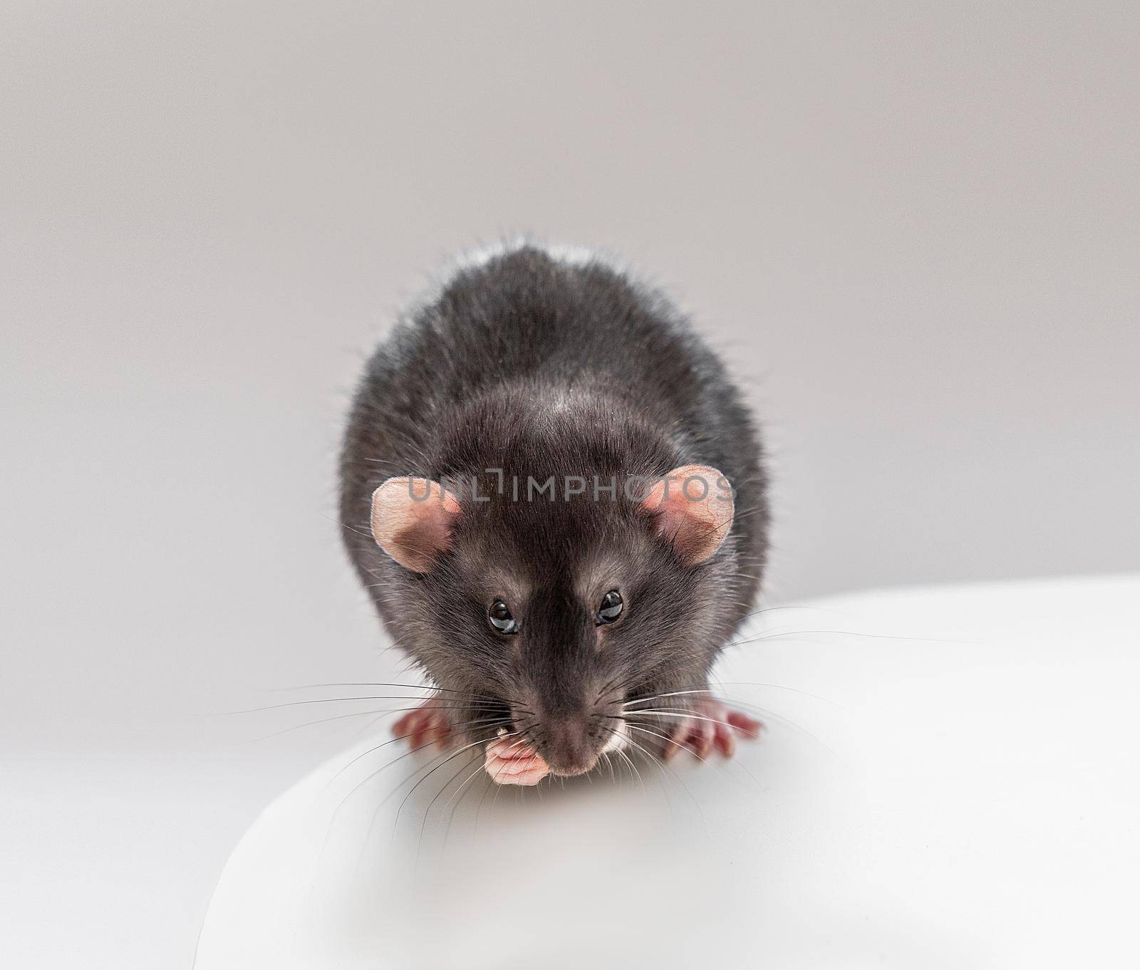 Domestic black dumbo rat sits and eats food on a spruce background. The concept of pets. by Matiunina