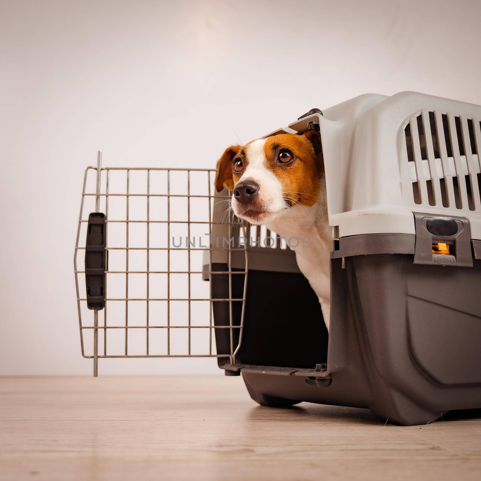 Jack Russell Terrier dog peeking out of travel cage