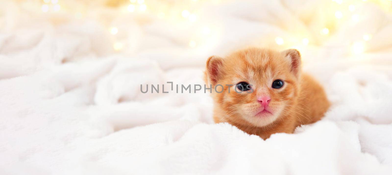 Banner small Christmas orange kitten is sweetly basking with christmas garland on a light soft background. Soft and cozy. Christmas, home comfort and new year holidays, Easter, Valentines Day concept. by chelmicky