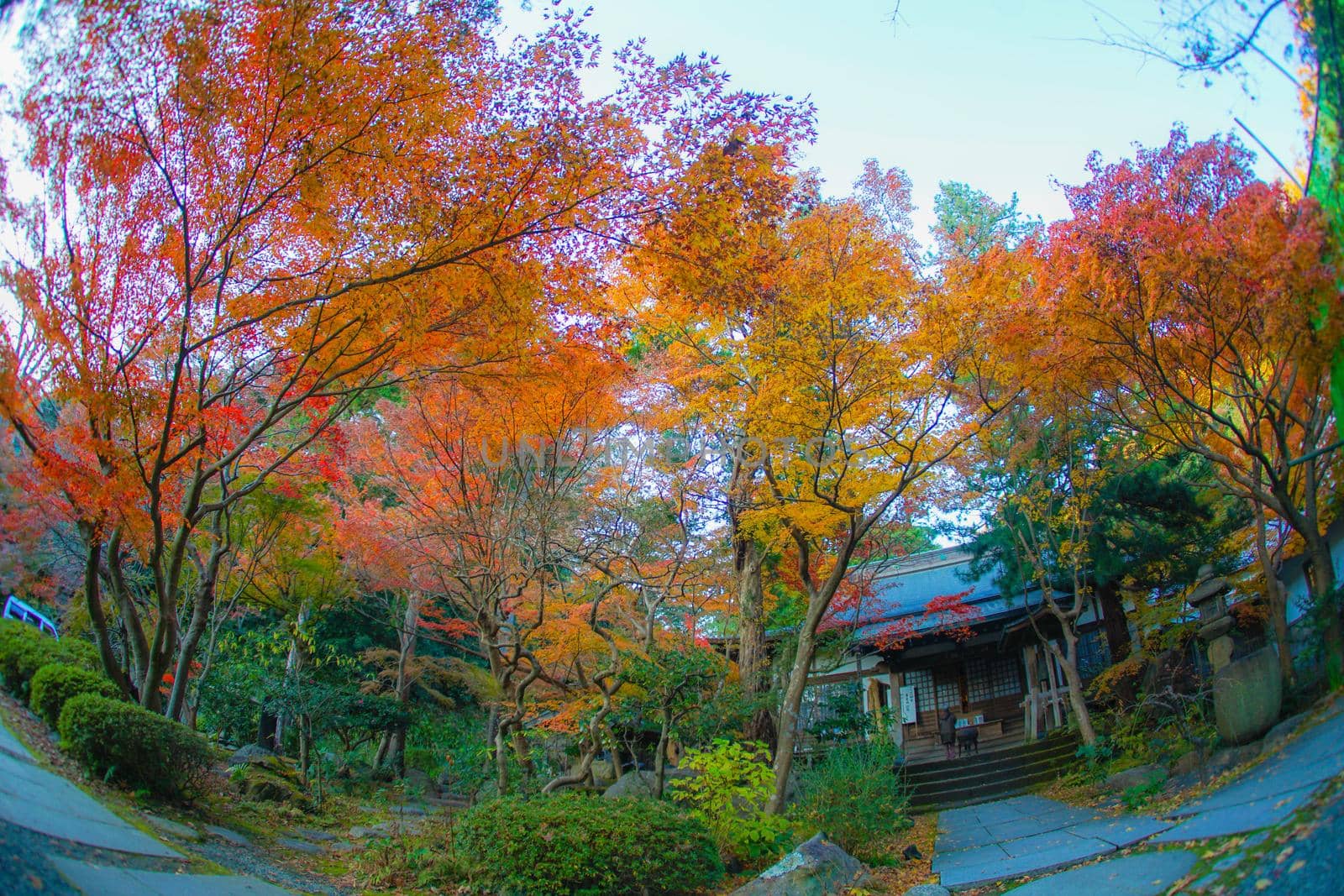 Autumn leaves and Kamakura cityscape. Shooting Location: Kamakura City, Kanagawa Prefecture