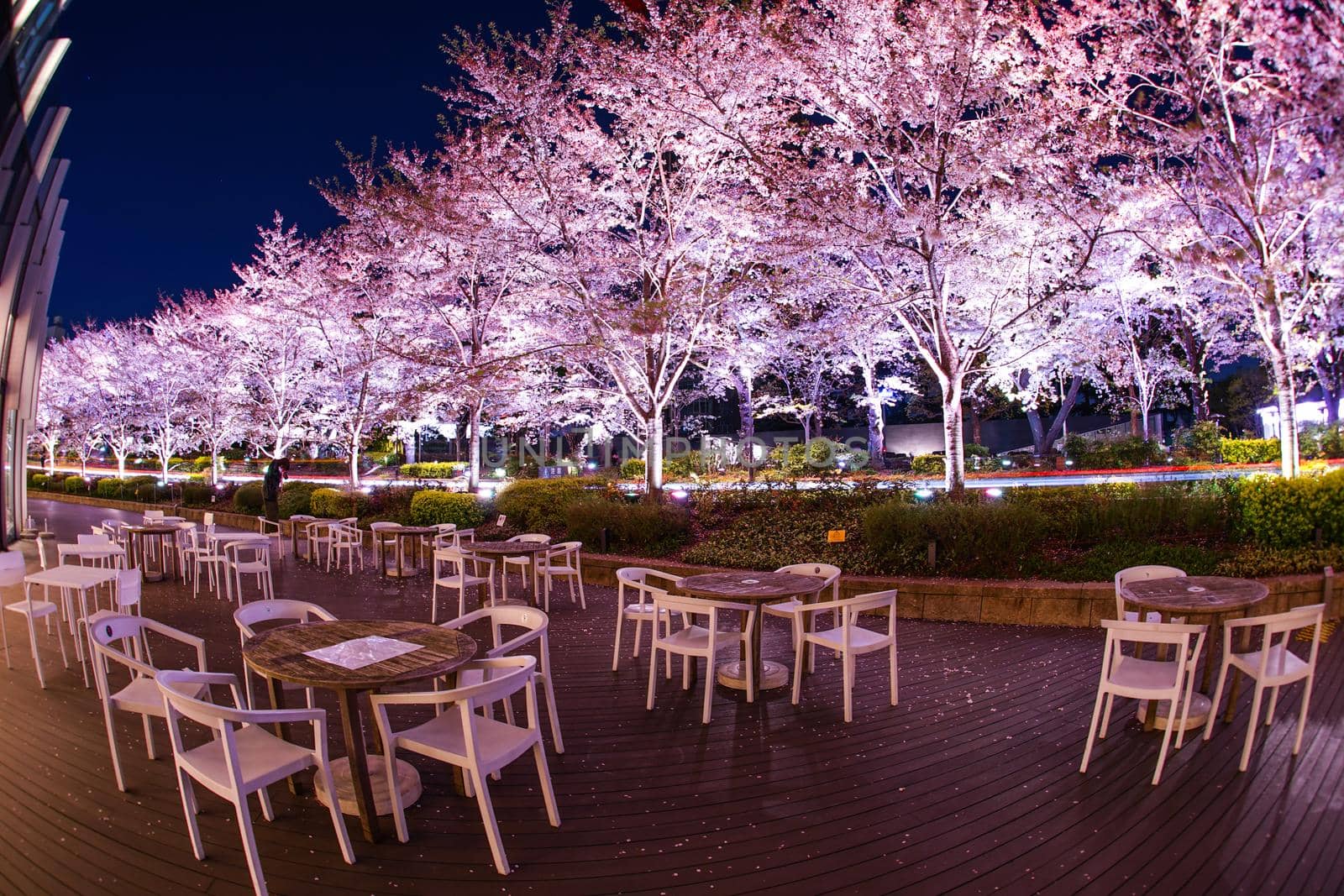 Cherry blossoms and benches in full bloom. Shooting Location: Tokyo metropolitan area
