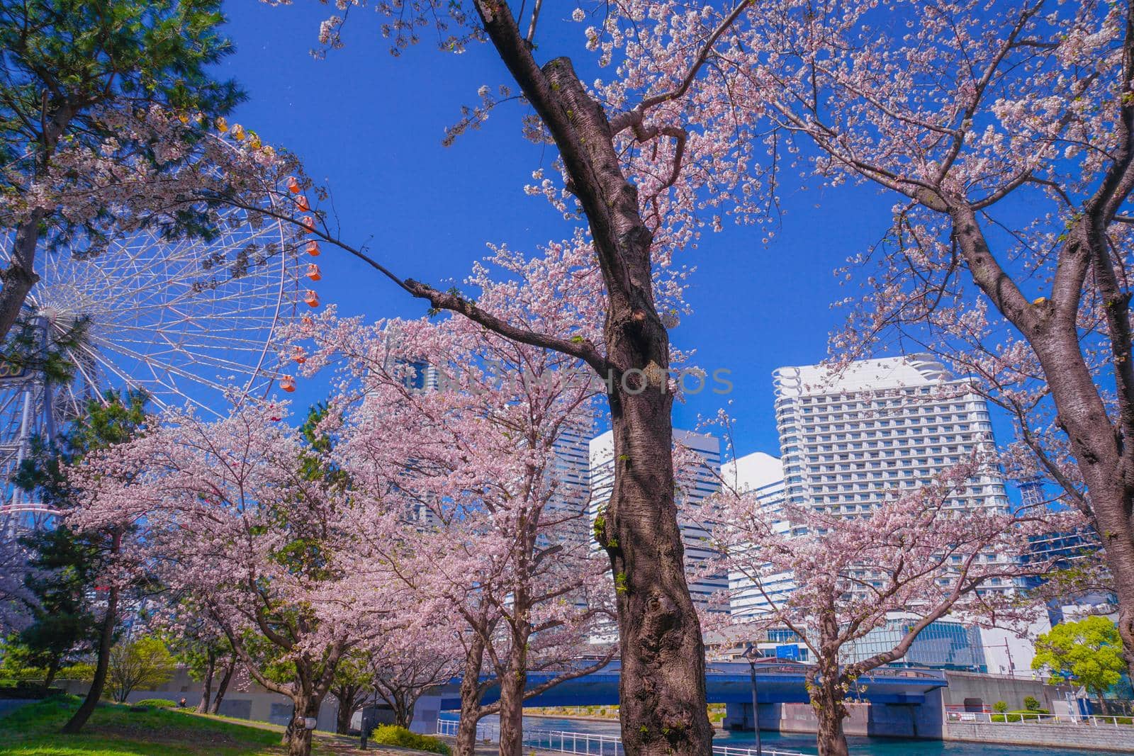 The city of full bloom and the city of Yokohama Minato Mirai. Shooting Location: Yokohama-city kanagawa prefecture