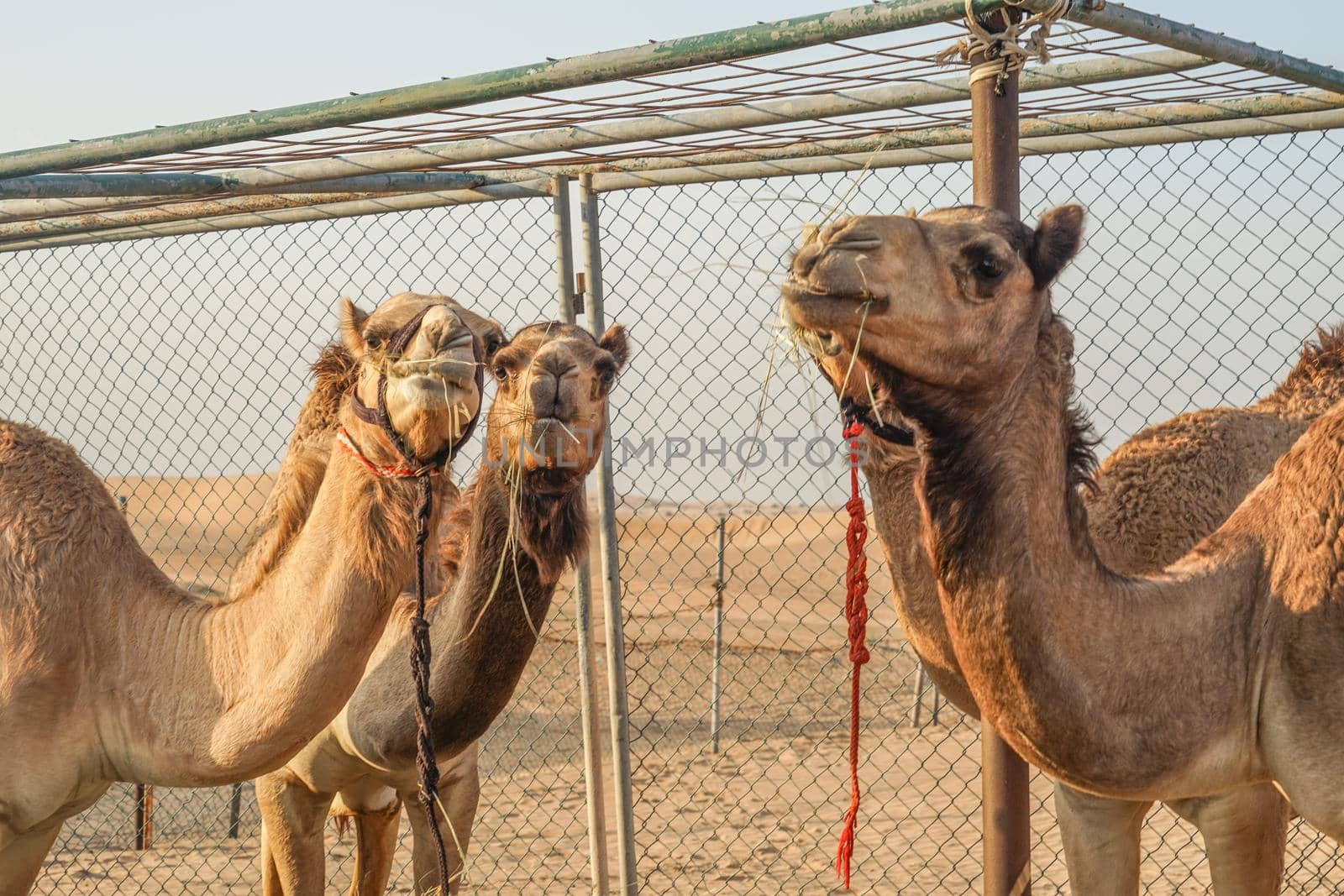 Arabian Desert Camel (United Arab Emirates). Shooting Location: Dubai